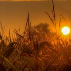 Sonnnenaufgang über dem Maisfeld