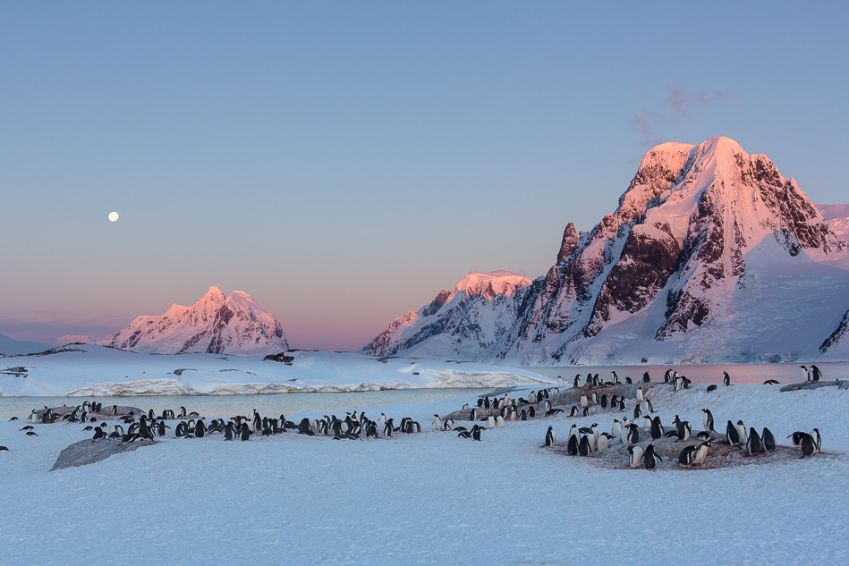 Sonnnenuntergang mit Pinguinen