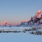 Sonnnenuntergang mit Pinguinen