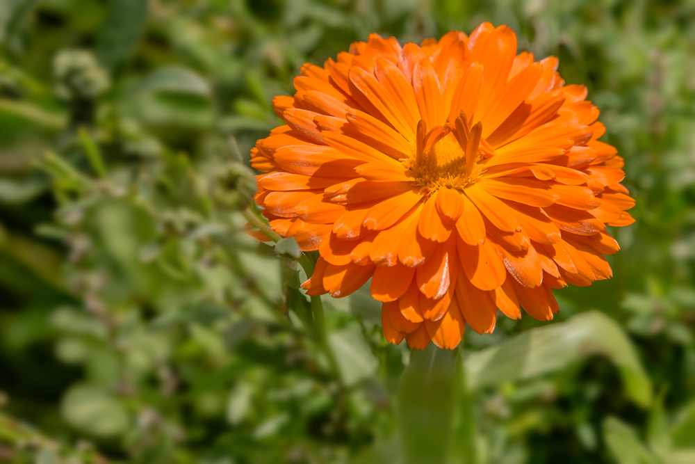 Sonntäglicher Blumengruß aus den Inverewe Gardens ii