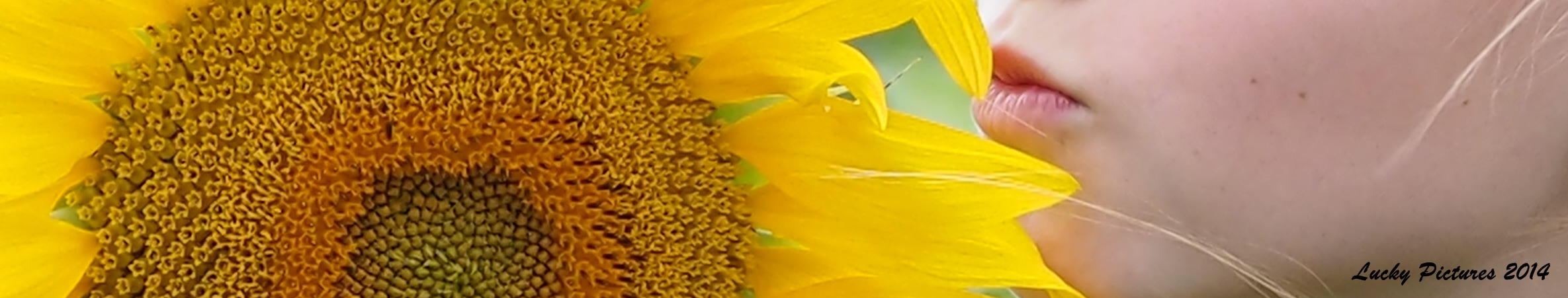 Sonntäglicher Sonnenblumen Kussmund