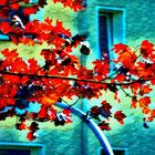 Sonntag abstrakt - Vor dem Fenster roter Ahorn