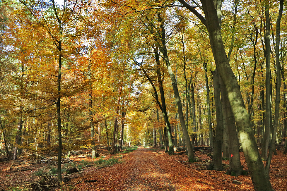 Sonntag bei mir im Wald