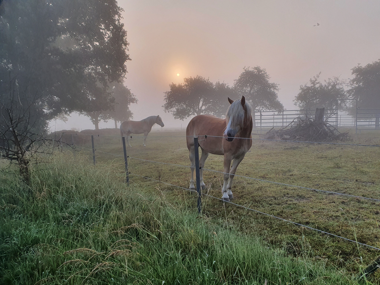 Sonntag früh auf der Weide