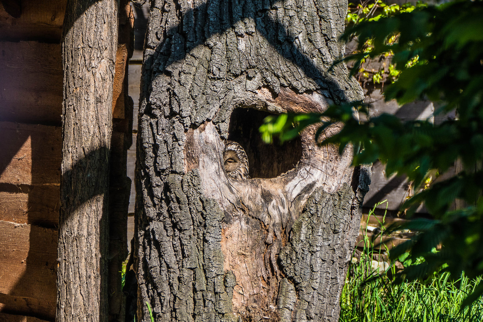 Sonntag im Ersatzgarten Hirschstetten, Wien, 22. Bezirk