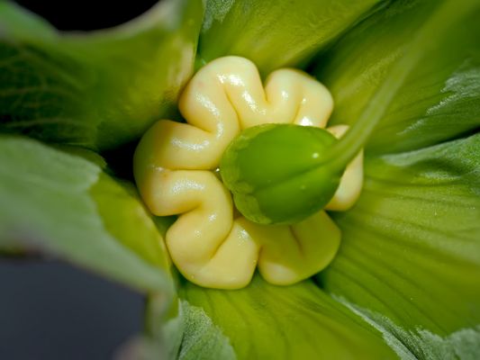 SONNtag in der Adventszeit...