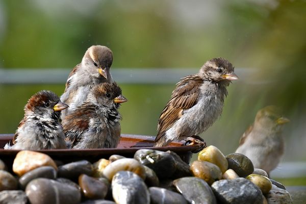 Sonntag ist Badetag .....