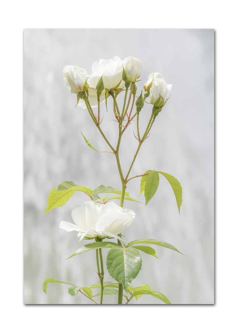 Sonntag ist Blümchentag (Planten un Blomen, HH)