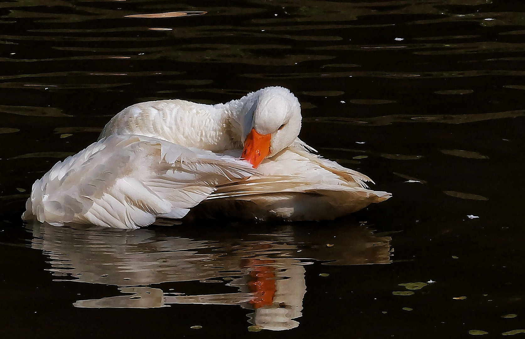 Sonntag ist Ruhetag Foto & Bild | vögel, natur, tiere ...