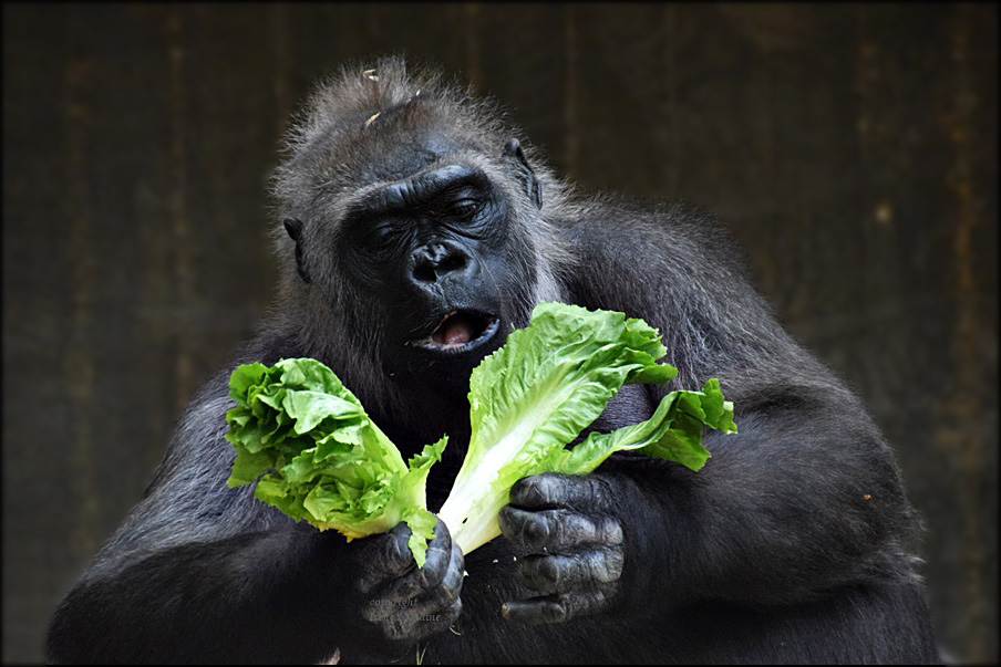 Sonntag ist Salattag !!!!