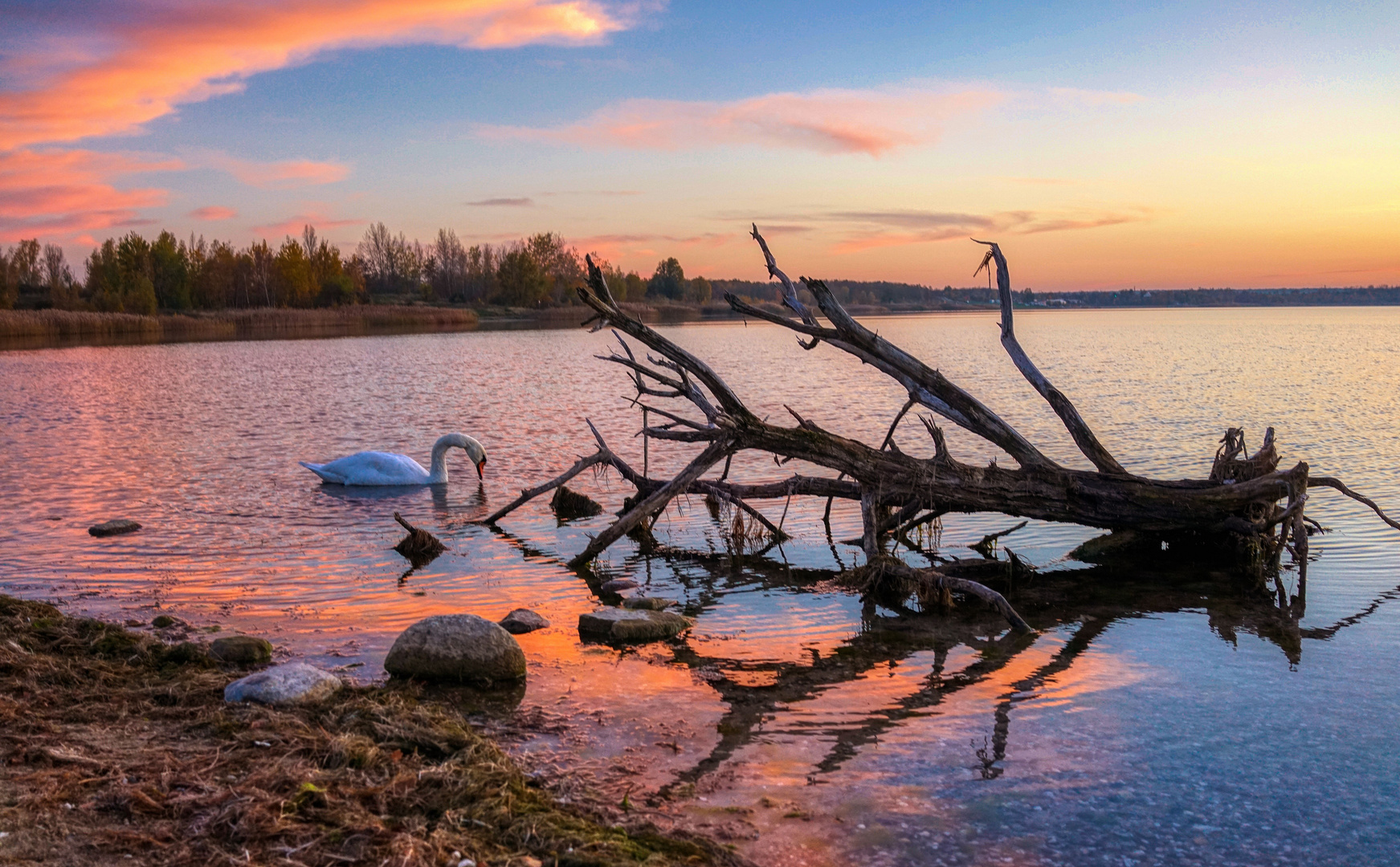 Sonntag mit der (letzten) Sonne: Schwanensee