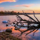 Sonntag mit der (letzten) Sonne: Schwanensee