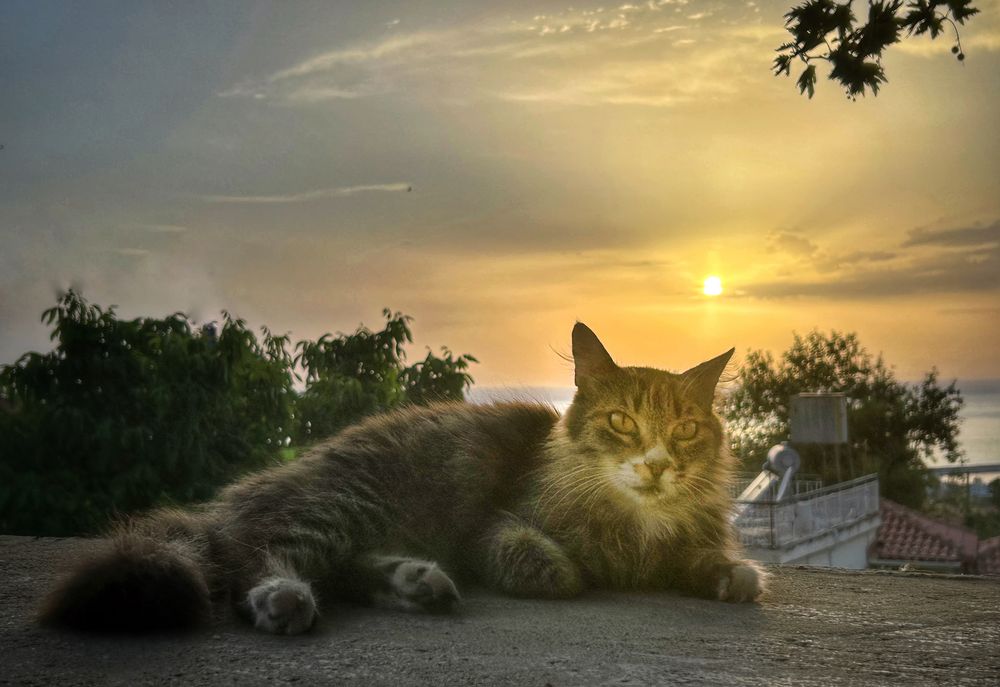 Sonntag mit Katze 2