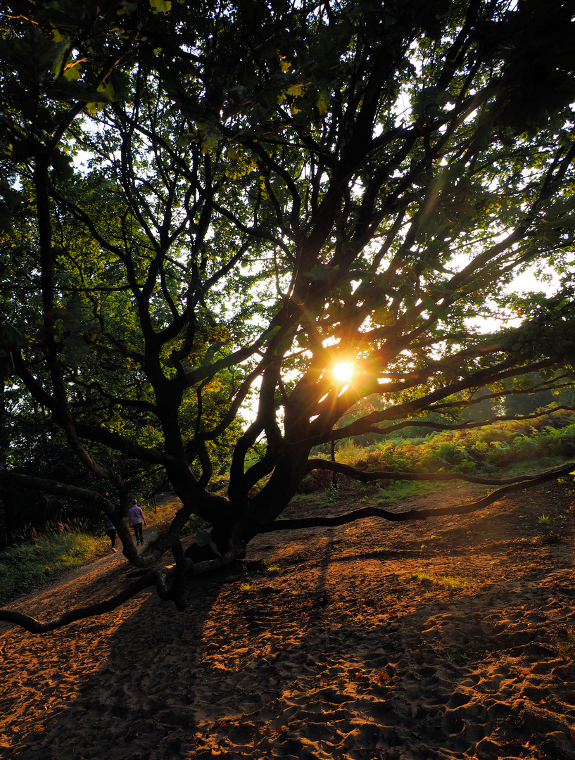 Sonntag mit Sonne…