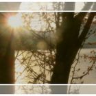 Sonntag mit Sonne am 23.01.22