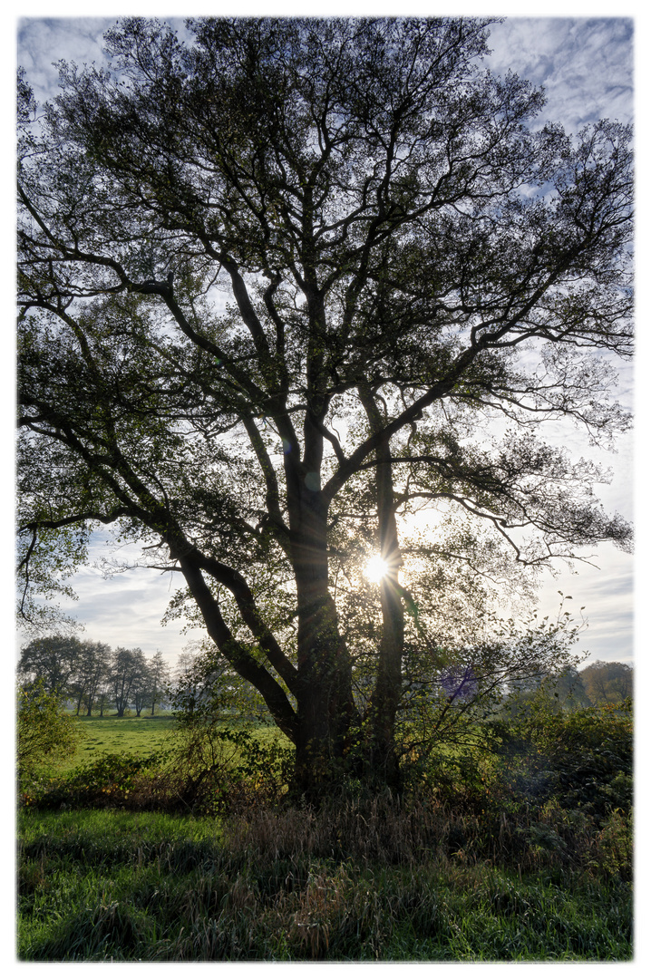 Sonntag mit Sonne - Baum im Gegenlicht