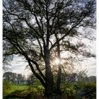 Sonntag mit Sonne - Baum im Gegenlicht