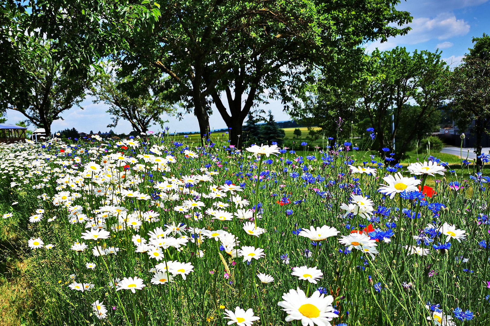 Sonntag mit Sonne Blühstreifen vor einem eichsfelder Wegkreuz Foto