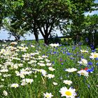 Sonntag mit Sonne - Blühstreifen vor einem eichsfelder Wegkreuz