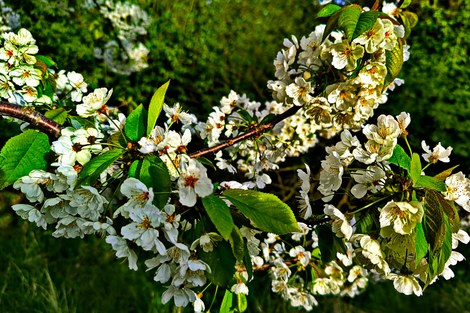 Sonntag mit Sonne - Blüten im Sonnenlicht