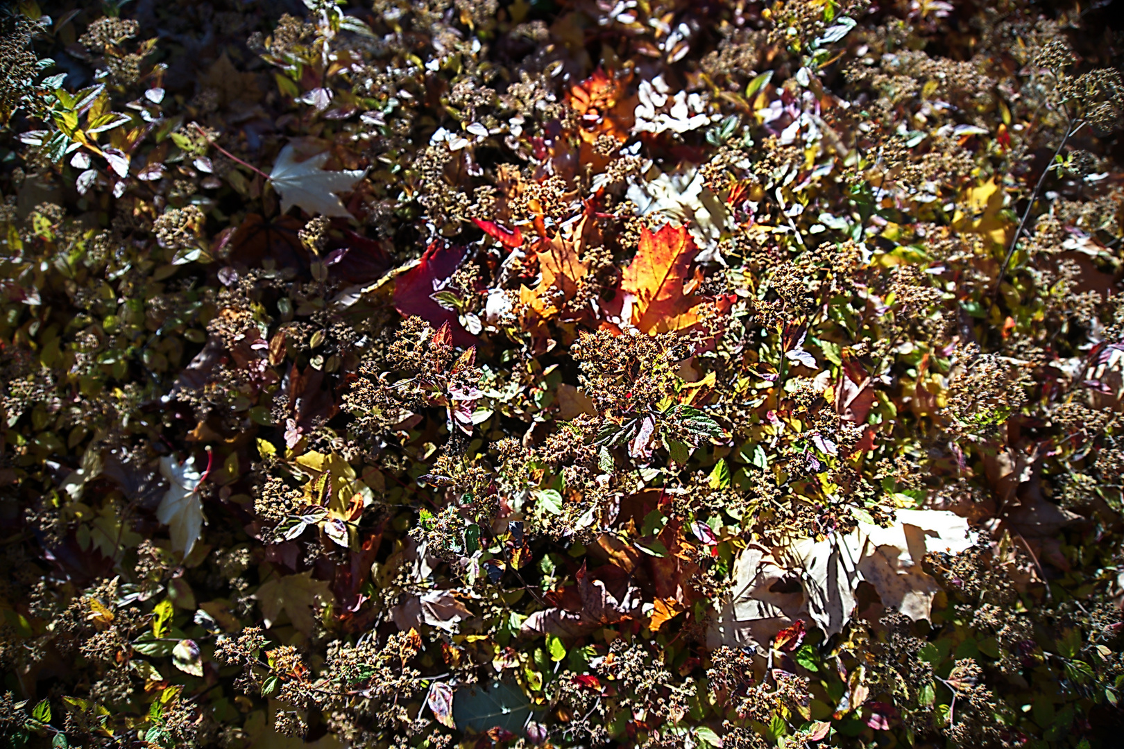 Sonntag mit Sonne - Das Herbstlaub im Sonnenschein ...