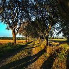 Sonntag mit Sonne - Die Mehlbeerbaumallee im September