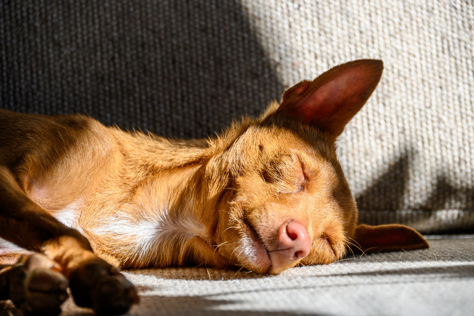 Sonntag mit Sonne - Dimanche avec soleil