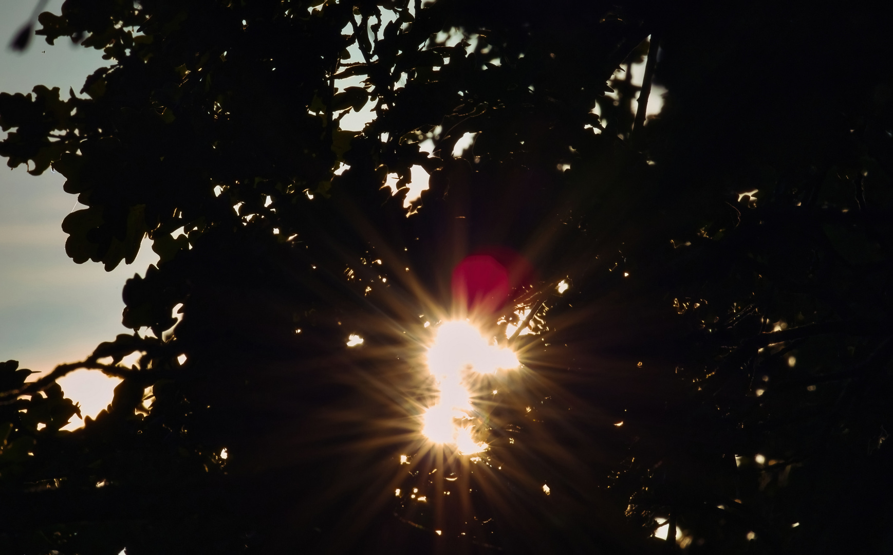 Sonntag mit Sonne - durch den Baum fotografiert...