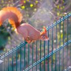 Sonntag mit Sonne - Eichhörnchen vor dem Sprung