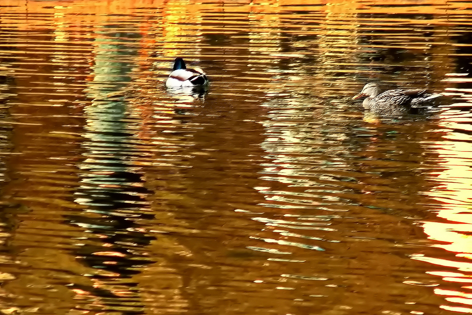 Sonntag mit Sonne - Ein Entenpaar im goldenen Sonnenlicht 
