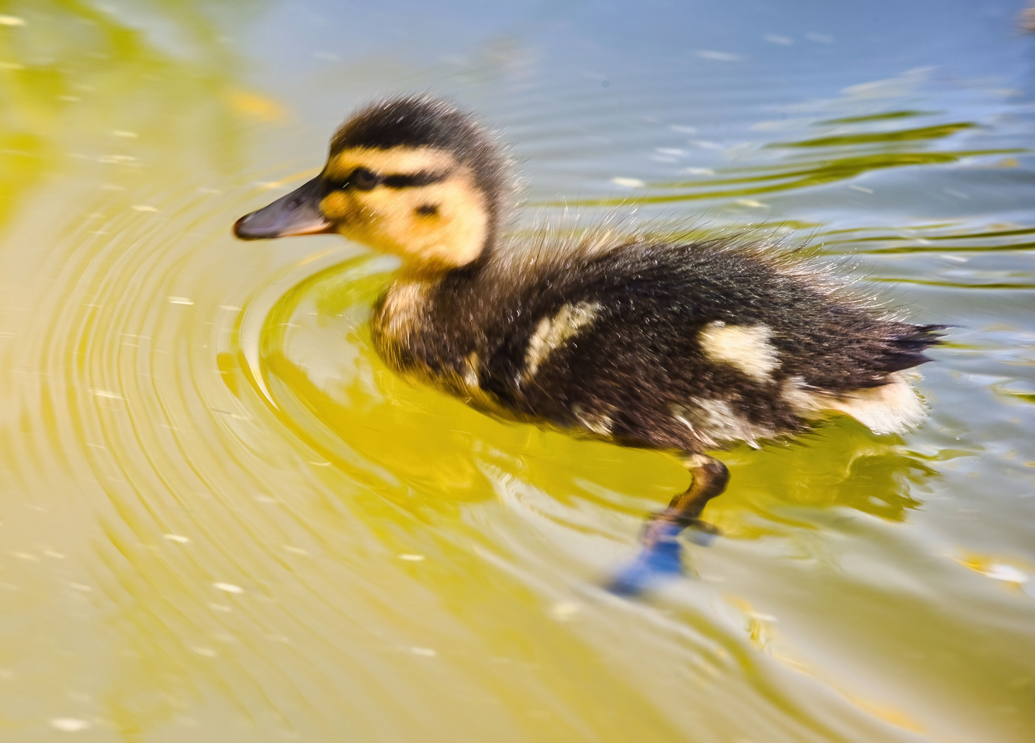 Sonntag mit Sonne -  Enten-Küken in der Sonnenlicht...