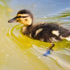 Sonntag mit Sonne -  Enten-Küken in der Sonnenlicht...