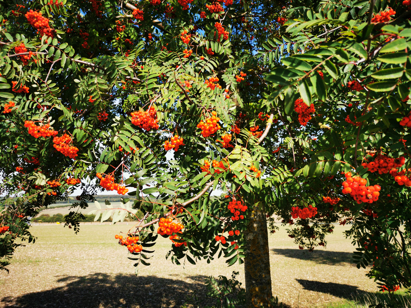 Sonntag mit Sonne - Herbstfarben 3