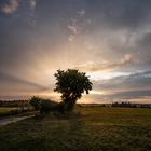 Sonntag mit Sonne hinterm Baum