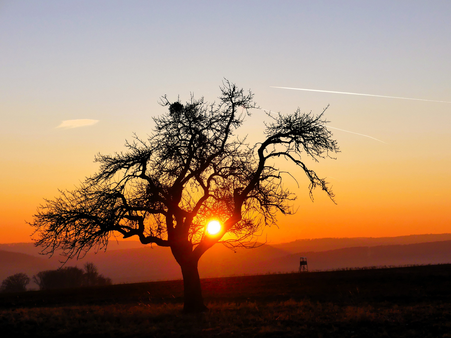 Sonntag mit Sonne im Baum