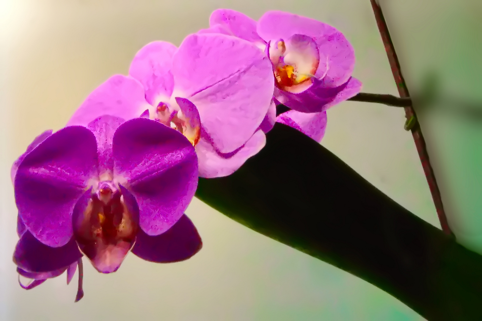 Sonntag mit Sonne - Im Sonnenlicht euchtender Blütenzauber einer Orchidee