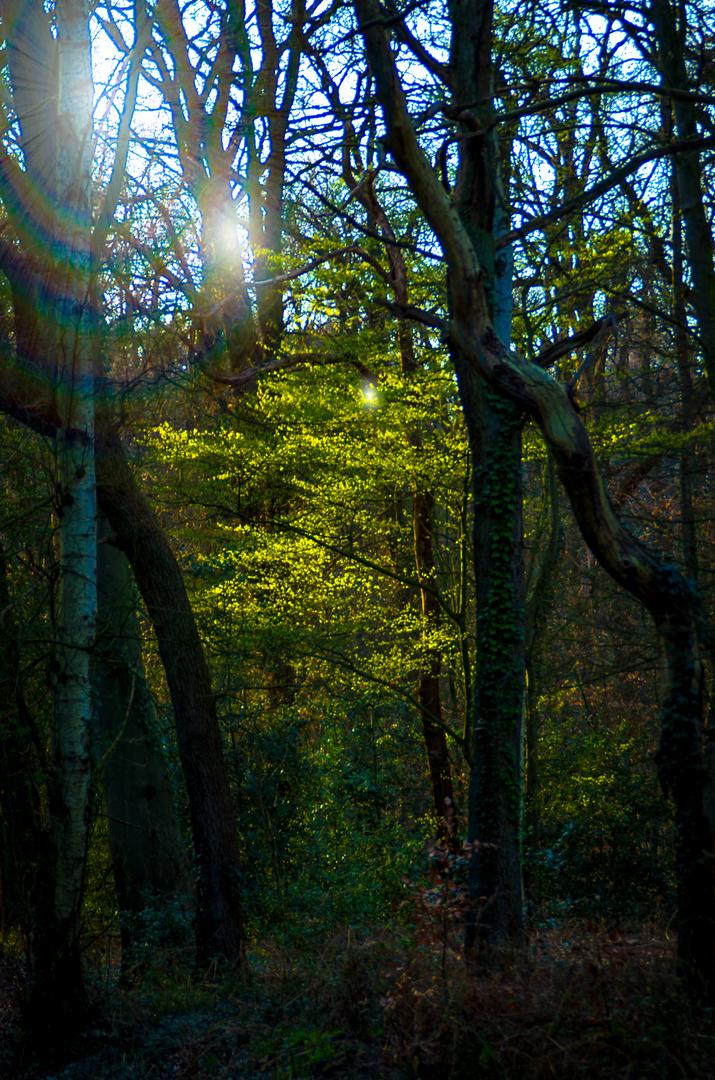 "Sonntag mit Sonne" im Wald