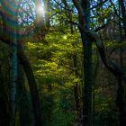 "Sonntag mit Sonne" im Wald