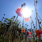 Sonntag mit Sonne in meinem wilden Garten