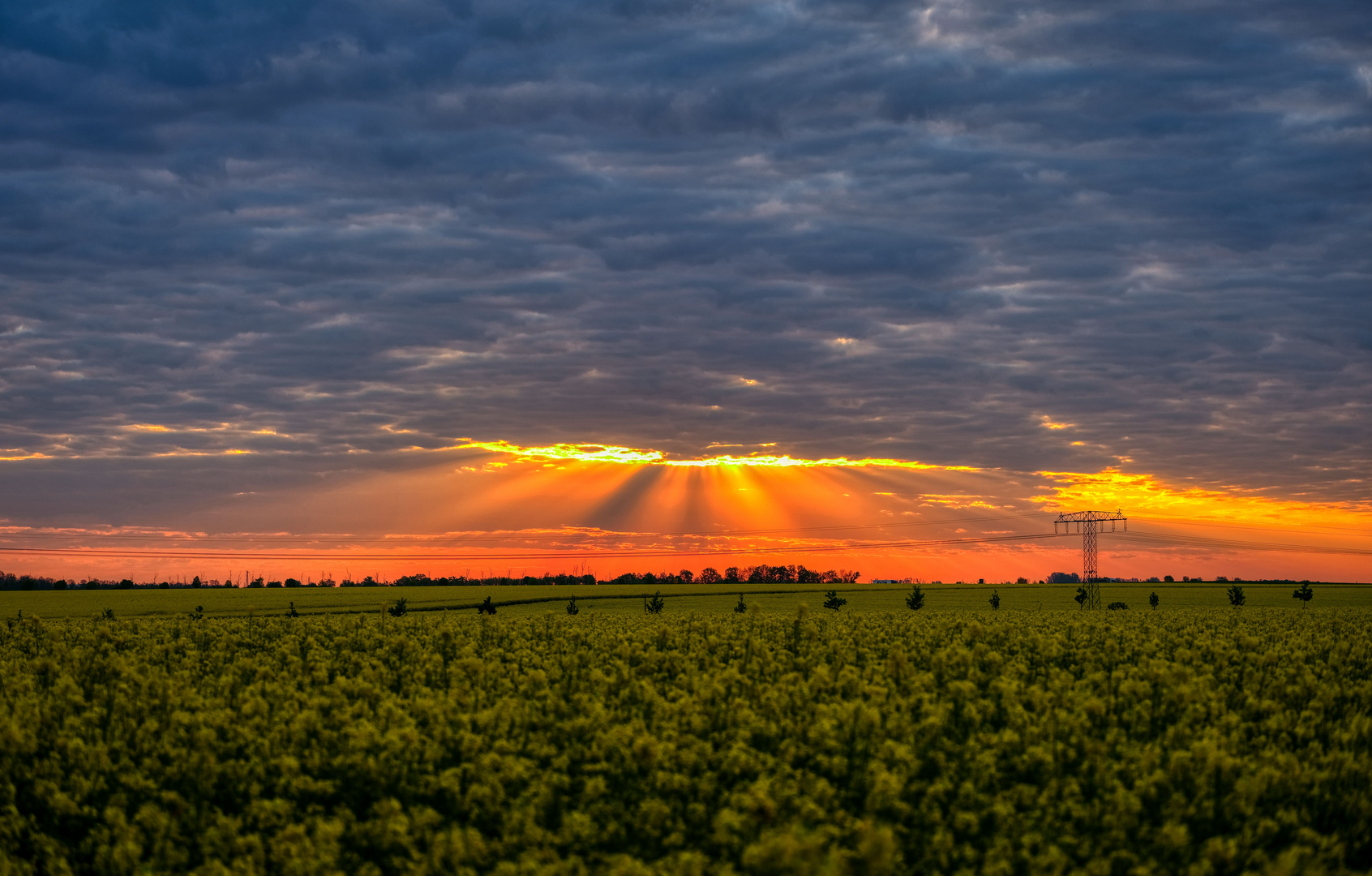 Sonntag mit Sonne: Morgenspektakel am Rapsfeld