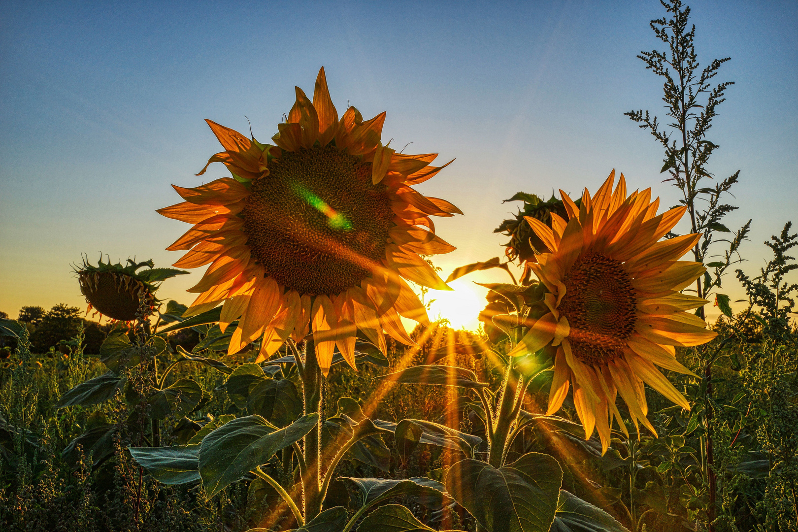 Sonntag mit Sonne:  __ O * O __