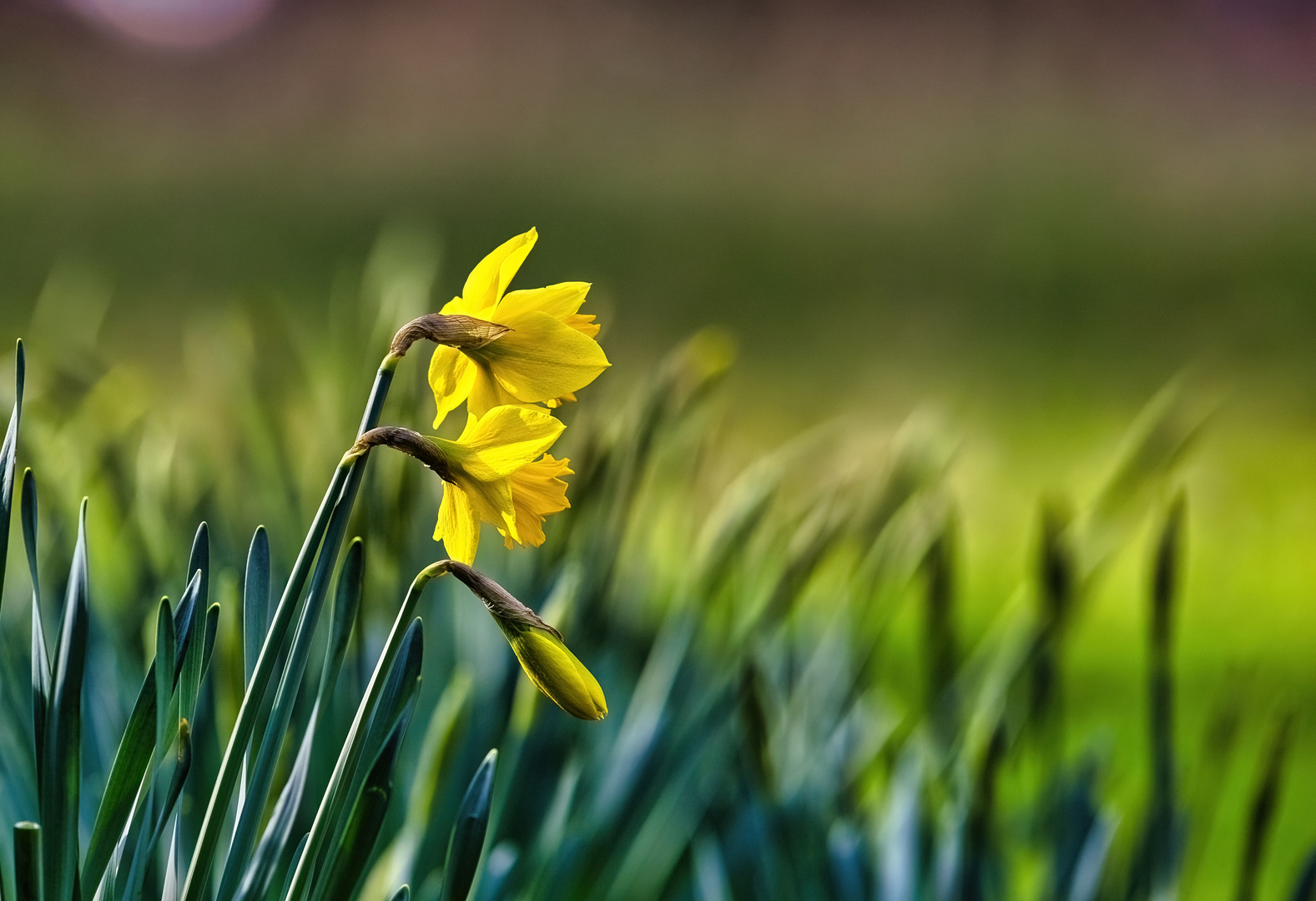 Sonntag mit Sonne - Osterglocken