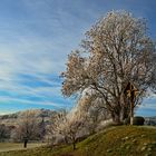 Sonntag mit Sonne - Raureifzier im eichsfelder Sonnenlicht