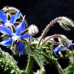 Sonntag mit Sonne und Blue Monday