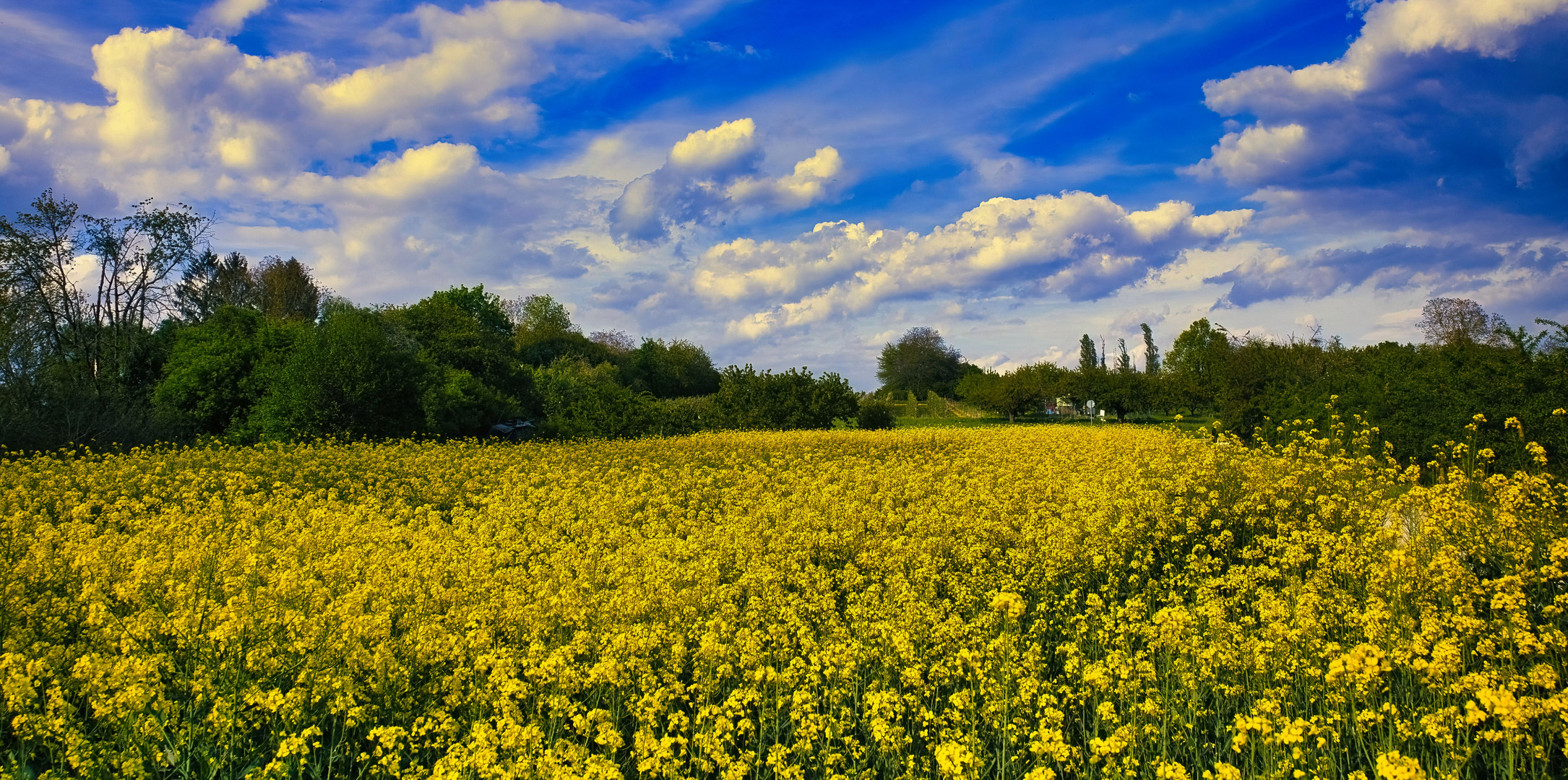 Sonntag mit Sonne - und einem Rapsfeld...