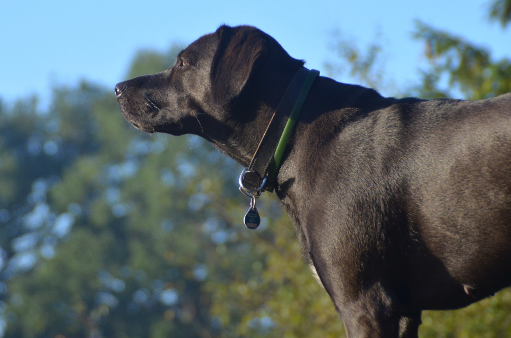 "Sonntag mit Sonne" und Hund auf dem Baumstamm