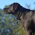 "Sonntag mit Sonne" und Hund auf dem Baumstamm