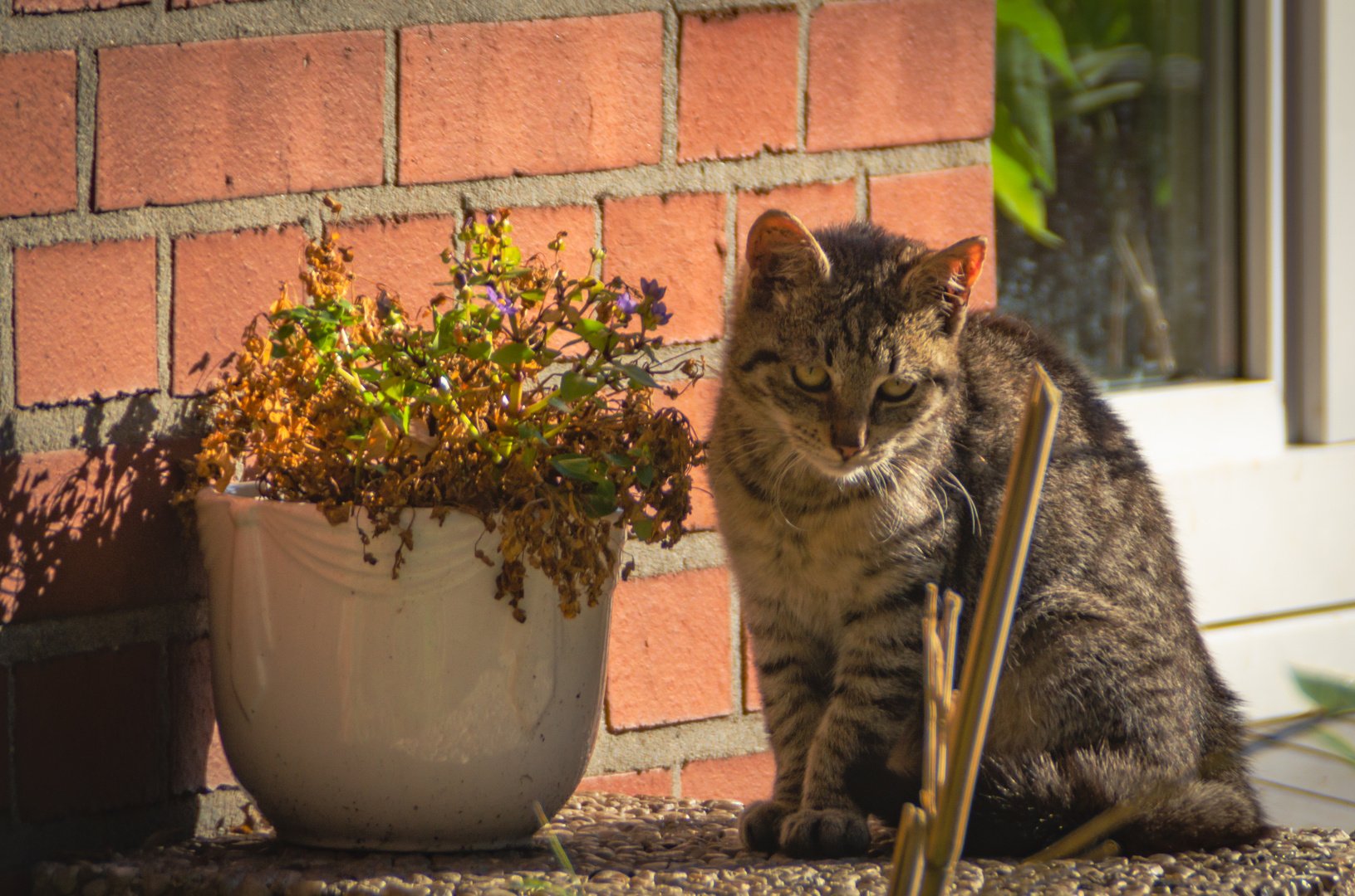 "Sonntag mit Sonne"  und Katze