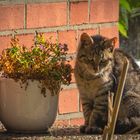 "Sonntag mit Sonne"  und Katze