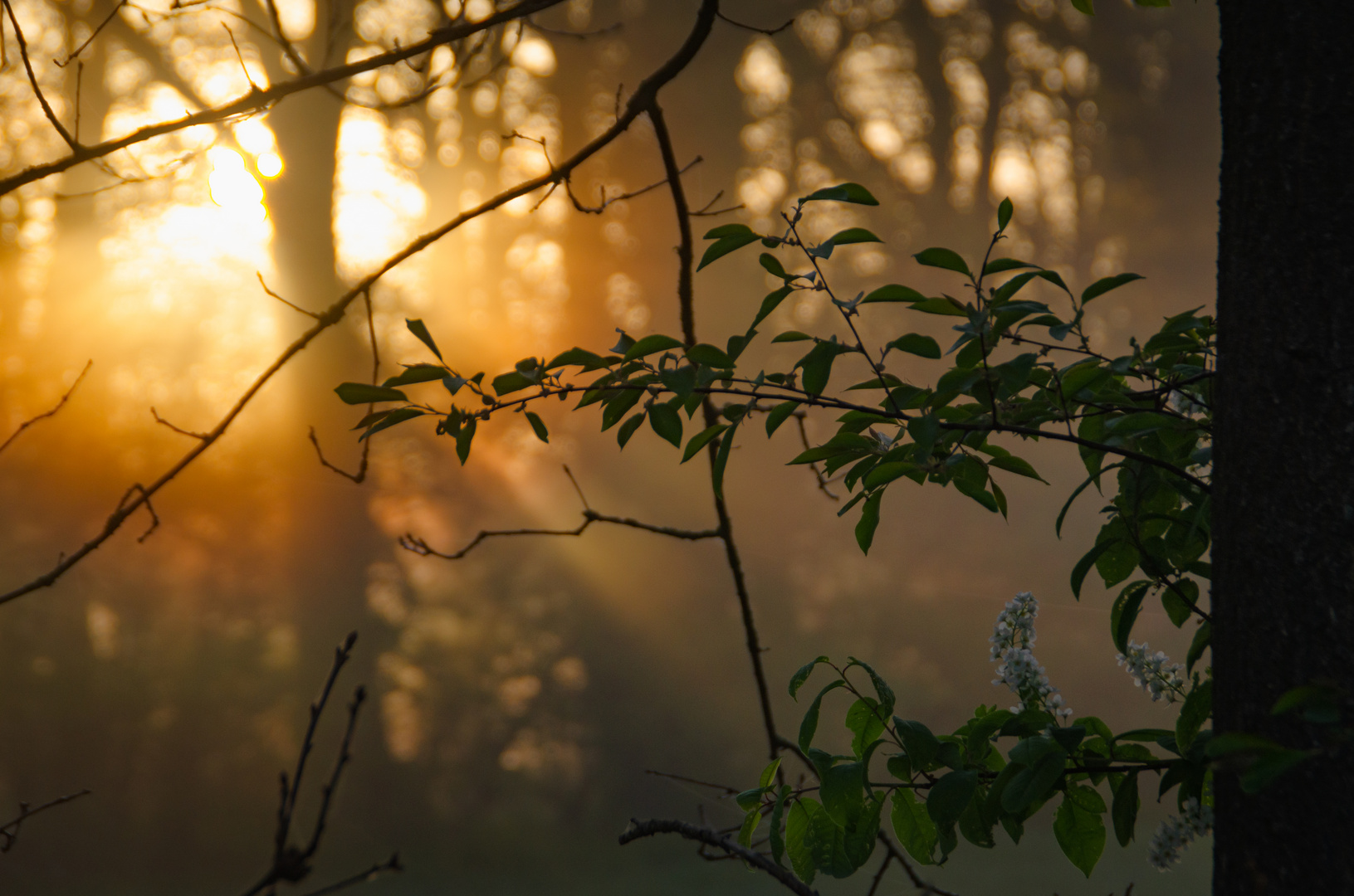 "Sonntag mit Sonne"  und sie scheint durch den Nebel